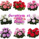 Afbeelding van Geranium Staand P12 Divers